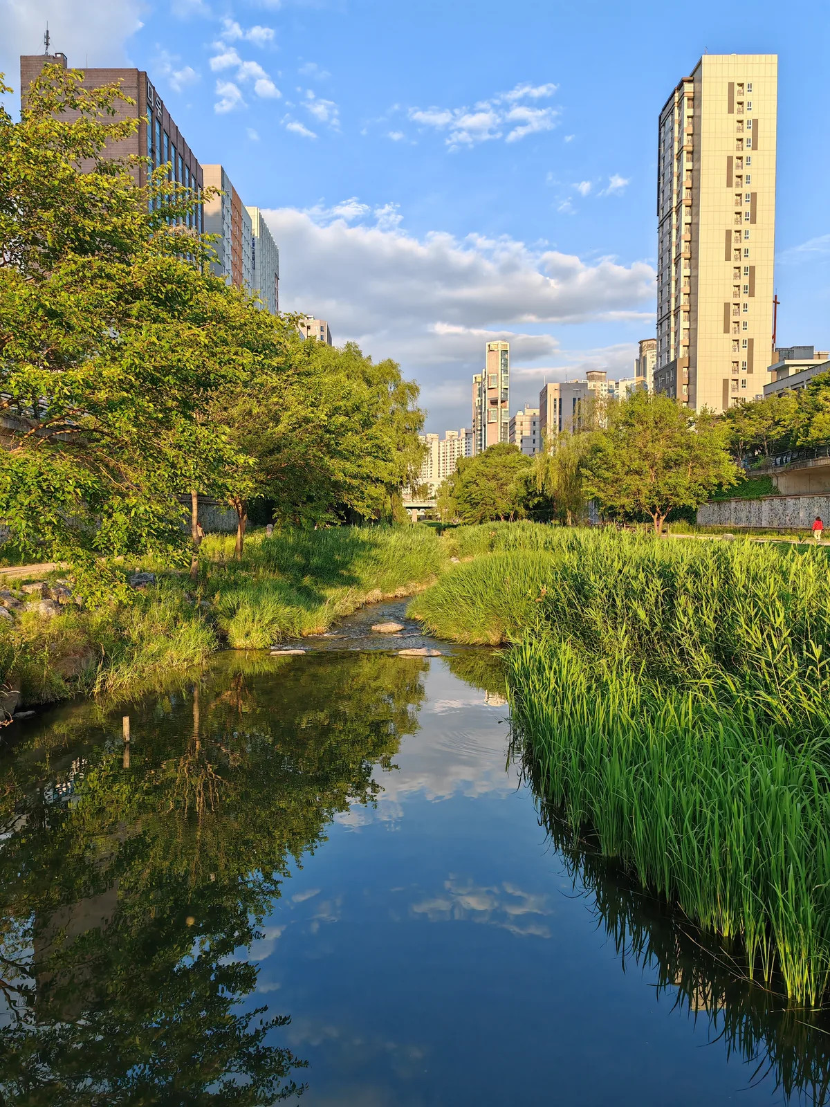 Trees and blue sky reflected in Cheonggyecheon beside lush green banks in Seoul, photographed in June 2024.